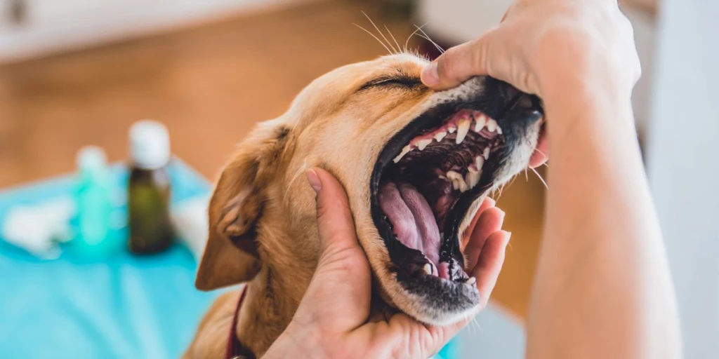 Es ist äußerst wichtig, deinen Hund regelmäßig von einem Tierarzt untersuchen zu lassen, um Krankheiten frühzeitig zu erkennen und angemessen zu behandeln.