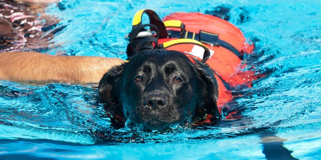 Der Labrador Retriever lernt schwimmen, eine Schwimmweste die er trägt, gibt ihm weitere Sicherheiten.