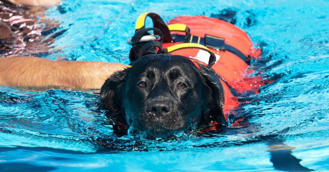 Hund Schwimmen Beibringen , Schwimmen lernen: So wird Ihr Hund zur ...