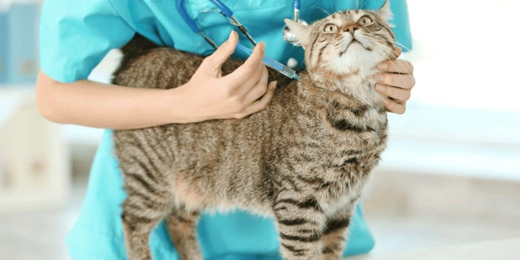 Katze bekommt eine Impfung