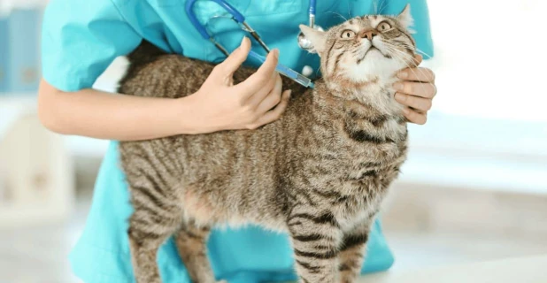 Katze bekommt eine Impfung