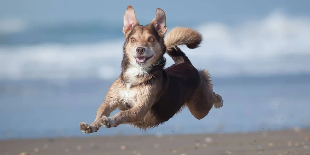 Ein glücklicher Hund springt am Strand hoch und hat alle Pfoten in der Luft. Der Urlaub kann für alle beteiligten ein wahrer Genuss und eine Entspannung bringen.