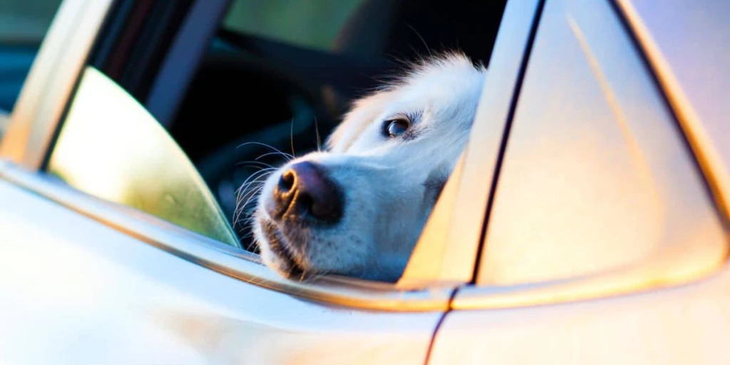 Ein Hund schaut traurig aus dem Fenster eines PKWs und schaut direkt in die Kamera.