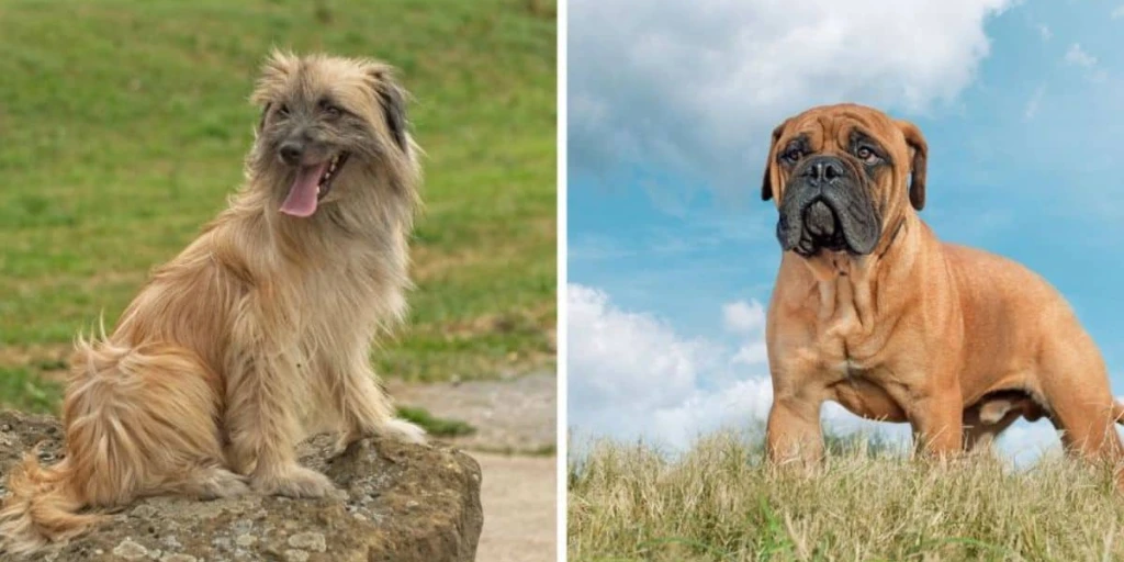 Bild zeigt einen PyrenÀen-SchÀferhund und einen Bullmastiff. Beide Hunde schauen fokussiert in die Kamera.