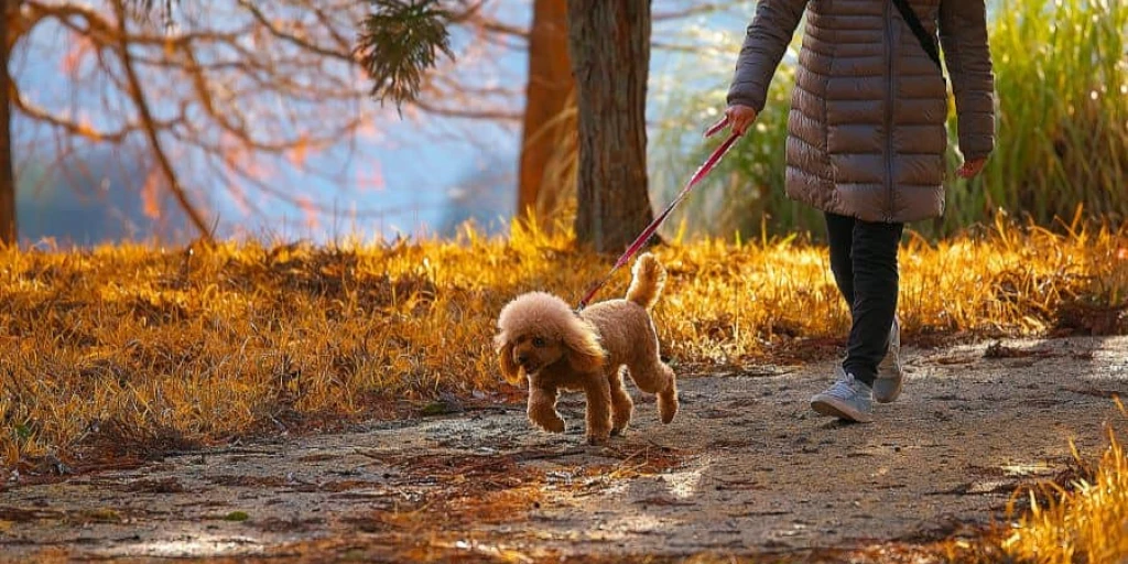 Bedenke immer: Dein Hund muss mindestens dreimal am Tag bei Wind und Wetter vor die TĂŒre, benötigt Auslauf und Training. Passt das alles in deine Planung?