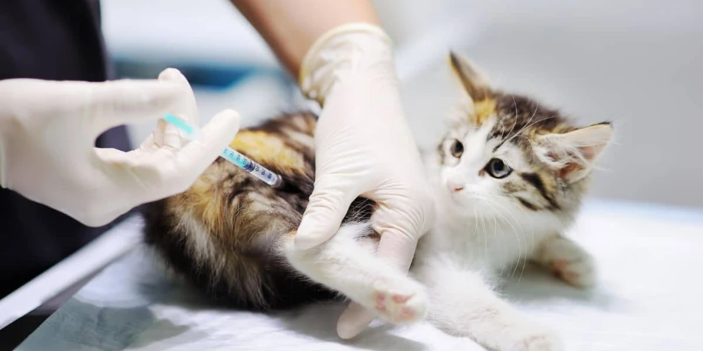 Eine junge gestreifte Katze, mit weißem Bauchfell, liegt bei ihrem Tierarzt auf dem Behandlungstisch und bekommt eine Spritze