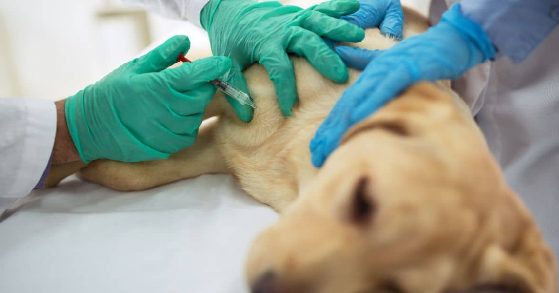 Tollwutimpfung Hund Was du wissen solltest felmo felmo