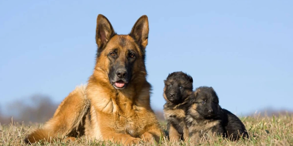 Deutscher Schäferhund liegt auf Wiese mit zwei Welpen