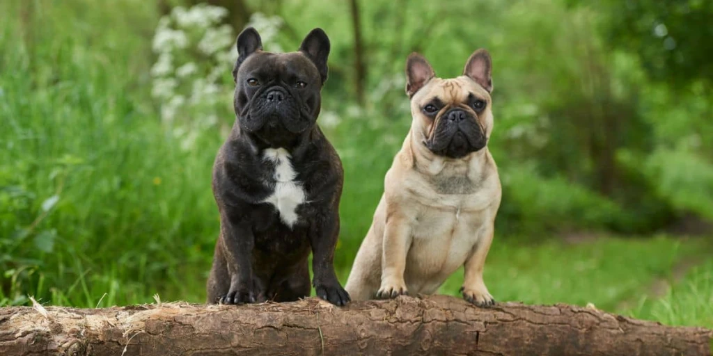 Zwei französische Bulldoggen