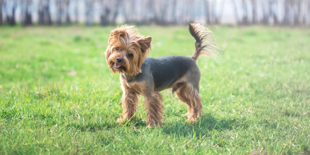 Yorkshire Terrier steht auf grüner Wiese