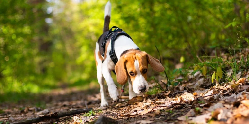 Jugendlicher Biegel (Hund) in der Pubertät, mit körperlichen Veränderungen und Eintritt in die Geschlechtsreife. Der Biegel läuft durch den Walt und riecht mit seiner Nase über dem Boden.