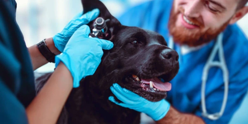 Bei der Check-up Untersuchung bei deinem Tierarzt, wird sich ein Bild des des gesamten Hundes und der Gesundheitszustand der Ohren wird überprüft.