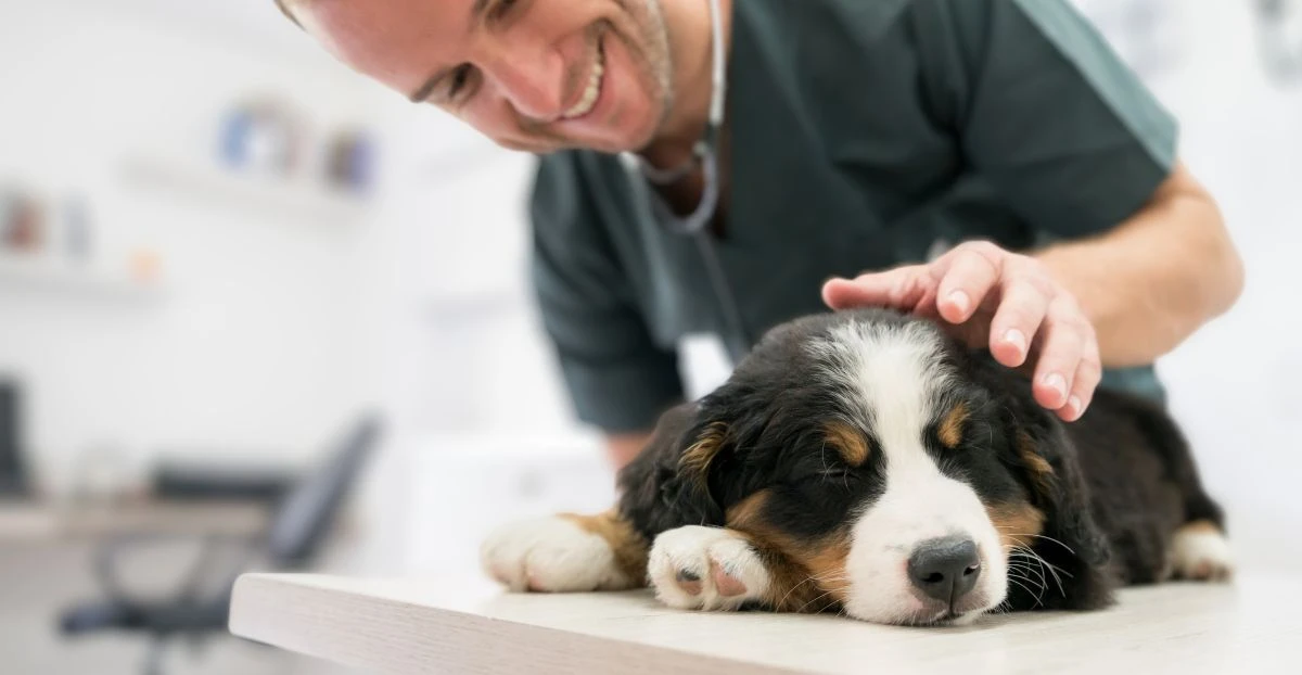 Vorsorgeuntersuchung beim einem Hund. Hier liegt ein Welpe auf dem Untersuchungstisch bei seinem Tierarzt.