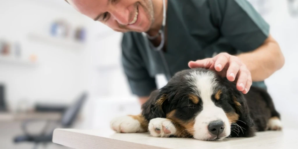 Vorsorgeuntersuchung beim einem Hund. Hier liegt ein Welpe auf dem Untersuchungstisch bei seinem Tierarzt.