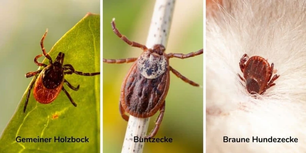 Verschiedene Zeckenarten u.a. Gemeiner Holzbock, Buntzecke und Braune Hundezecke