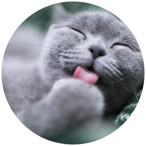 Eine graue Katze leckt seine Pfote