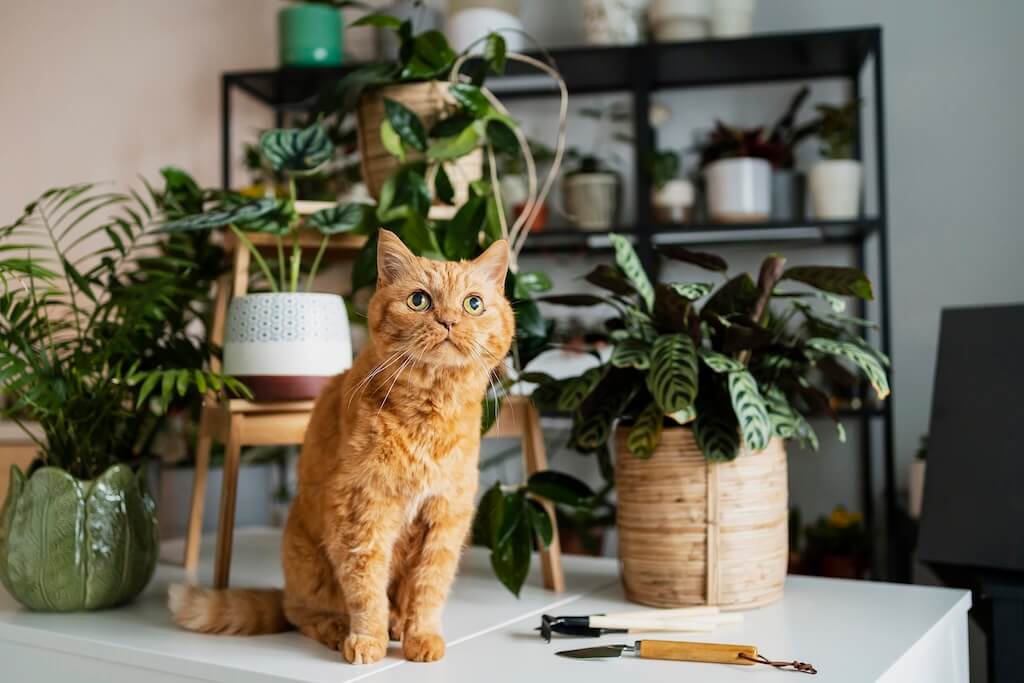 Giftige Pflanzen fr Katzen - felmo | felmo