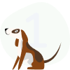 Hund 1