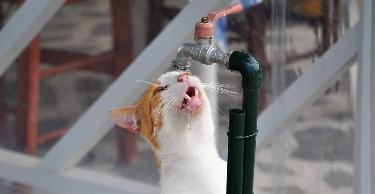 Hitzschlag bei der Katze: Vorsorge & Tipps vom Tierarzt