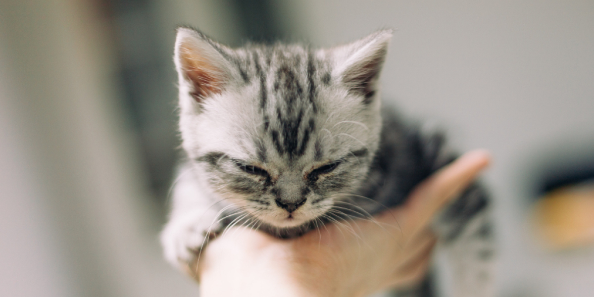Katze Coronavirus