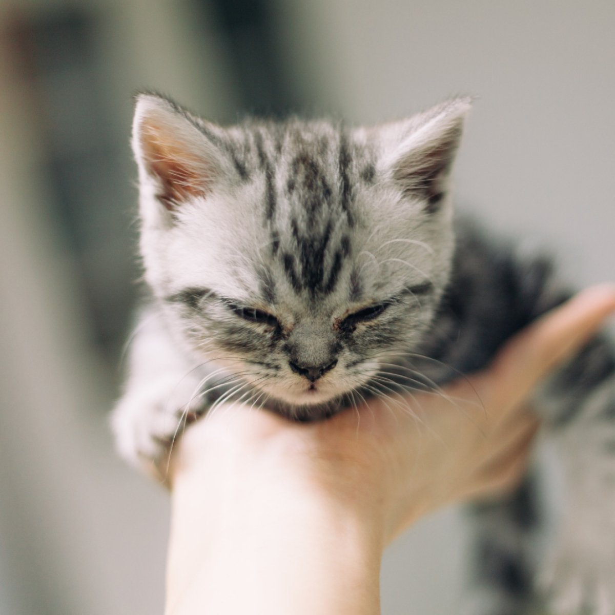 Katze Coronavirus