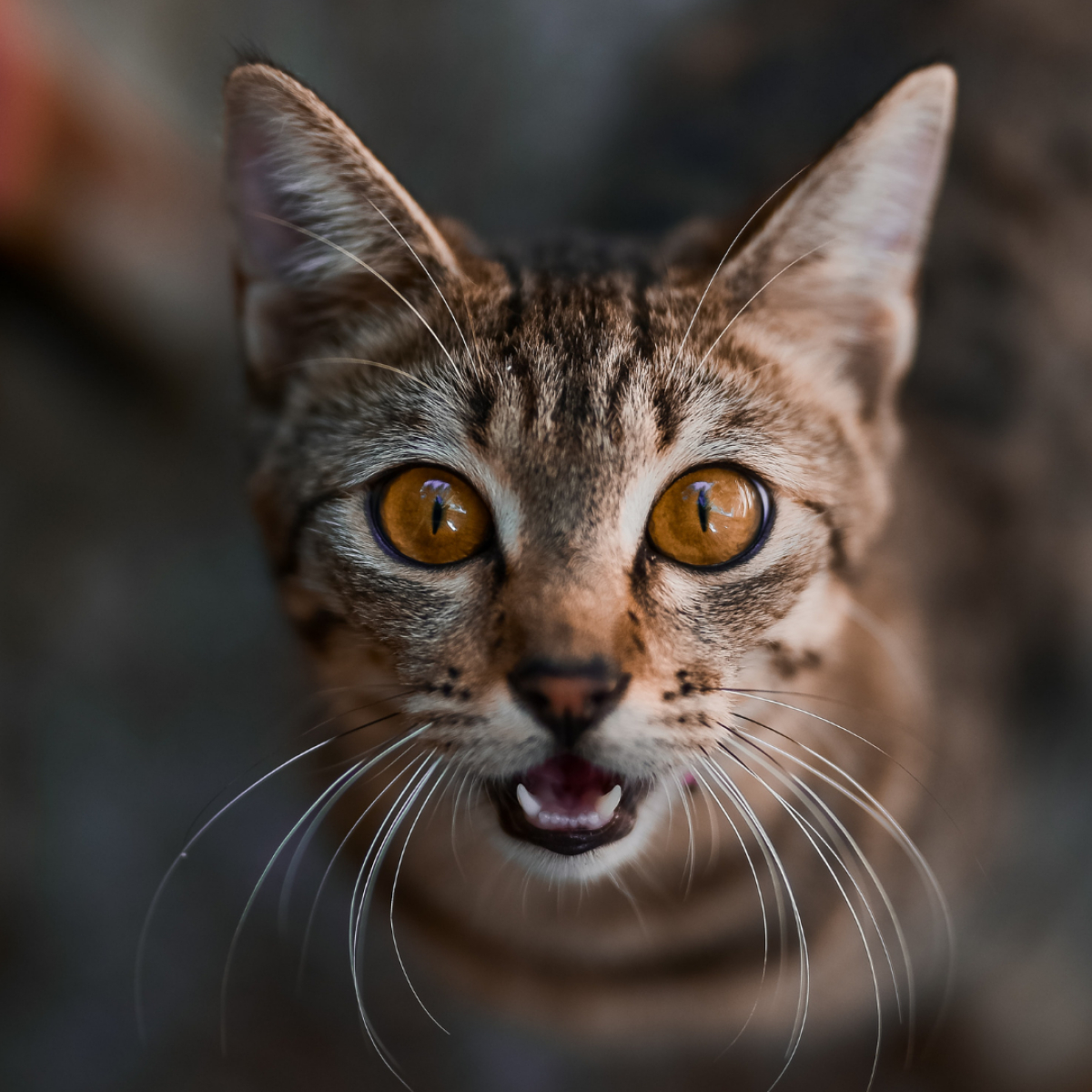 Katze miaut