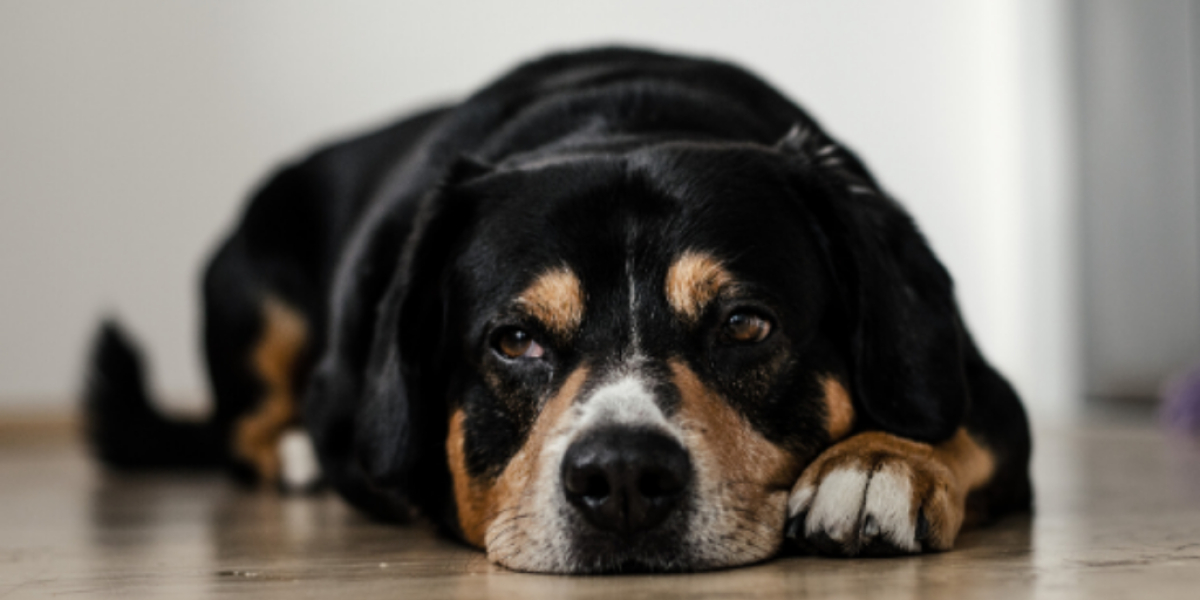 Hund liegt auf dem Boden