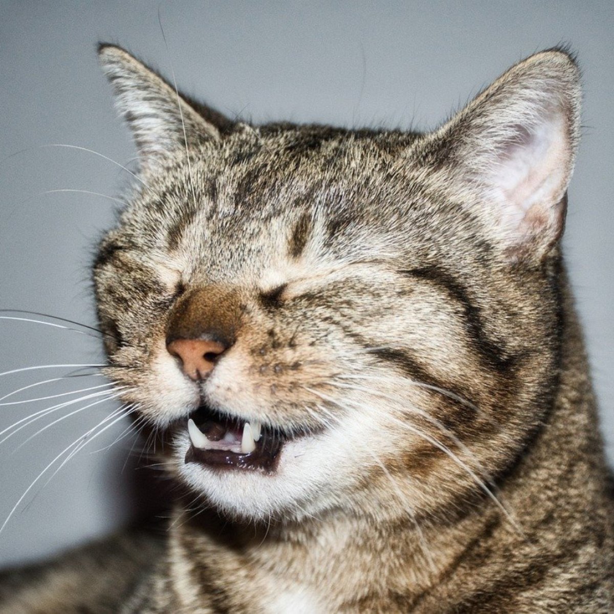 Katze niest