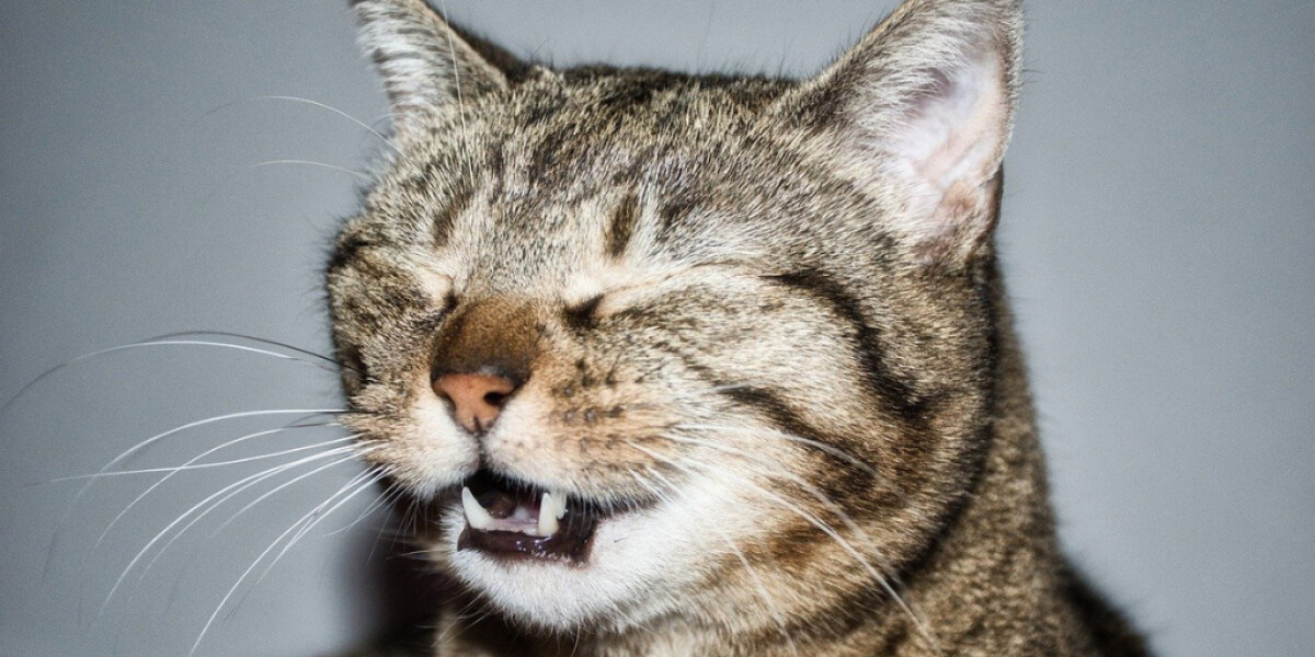 Katze niest mit geschlossenen Augen