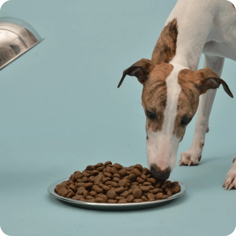 Ein Hund ist einen Teller voll mit felmo Trockenfutter